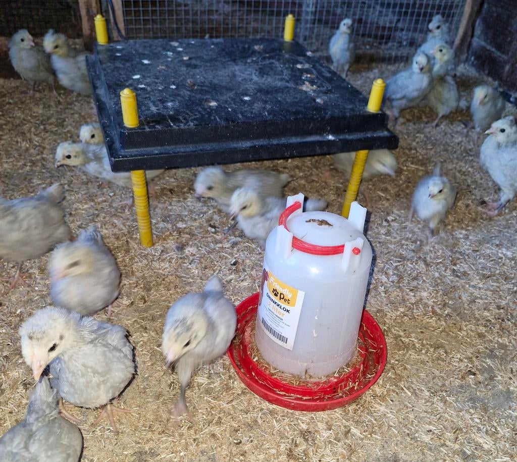 Britse araucana lavendelkleur, Dieren en Toebehoren, Pluimvee | Toebehoren, Ophalen
