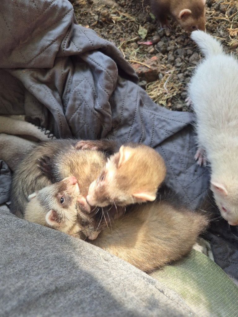 Fufus, Animaux & Accessoires, Enlèvement