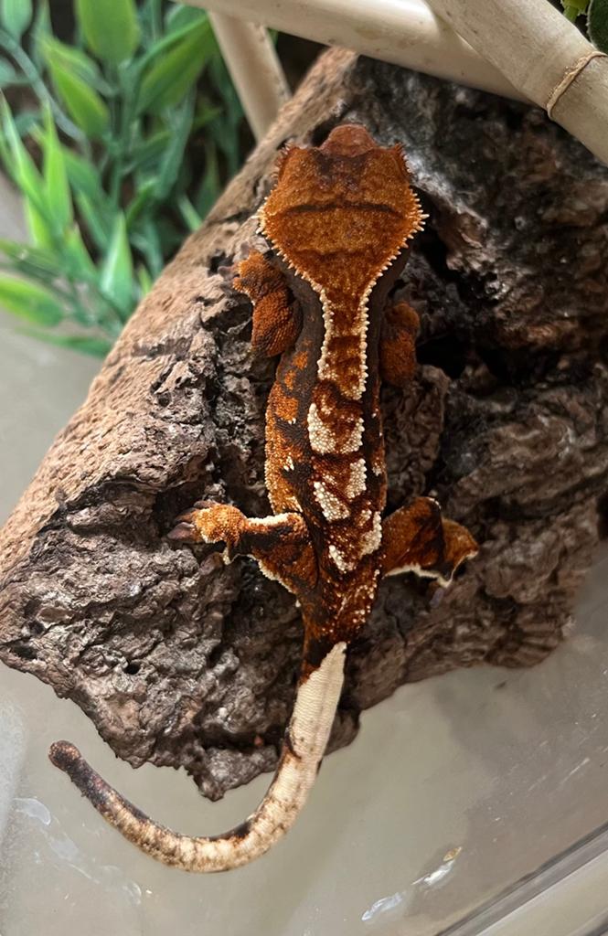 Zeer mooi gekleurde wimpergekko, ciliatus vrouw, Animaux & Accessoires
