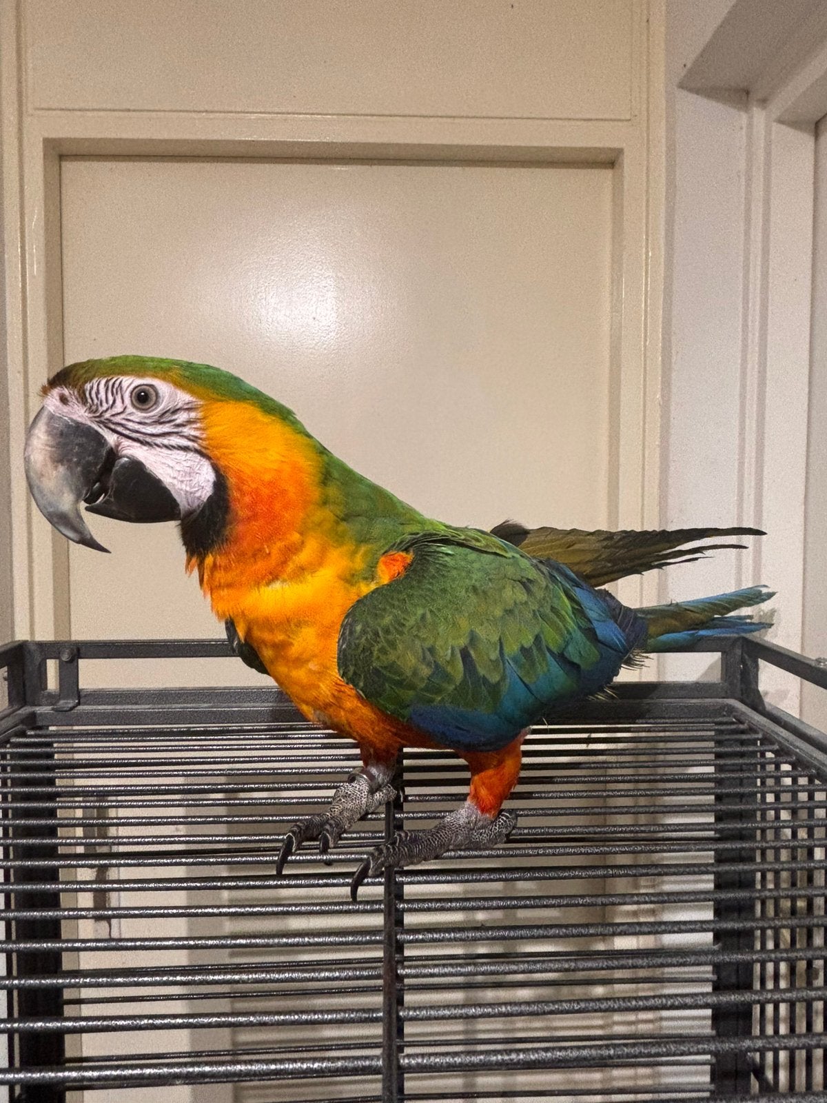 Mooie Jonge Catalina Ara, Dieren en Toebehoren, Mannelijk, Papegaai, Pratend