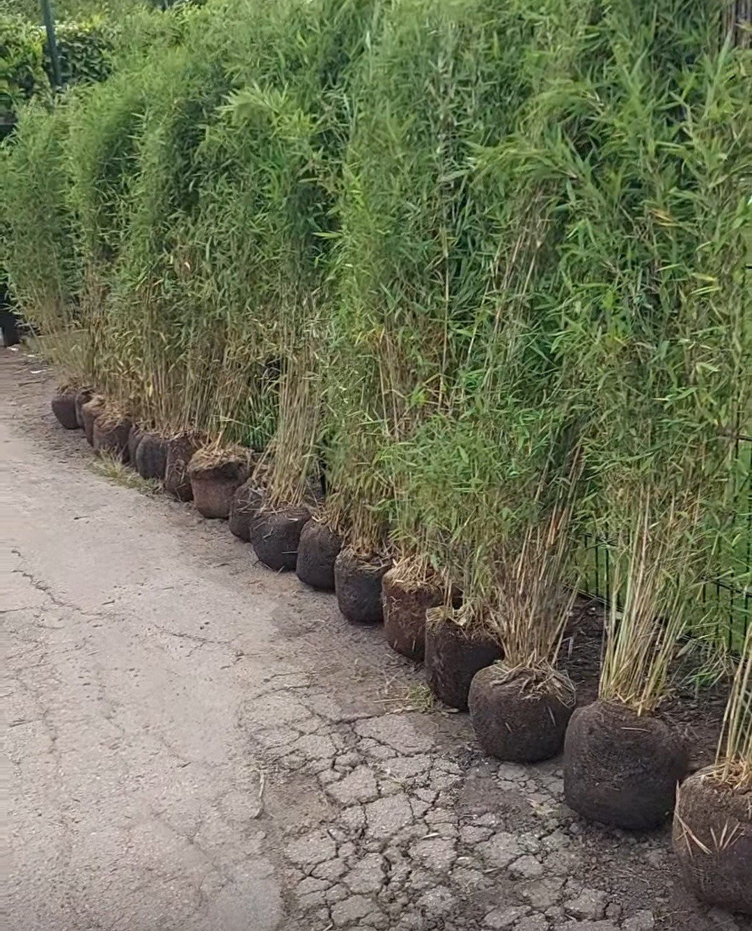 niet woekerende bamboe  , bamboeplanten  , bamboes , fargesi, Ophalen, Bamboe