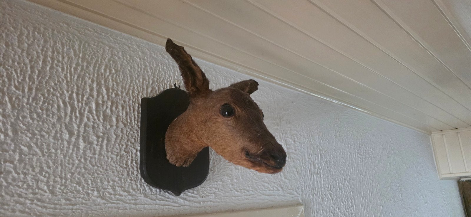 Chèvre/cerf en peluche sur bouclier en bois — taxidermie, Enlèvement ou Envoi