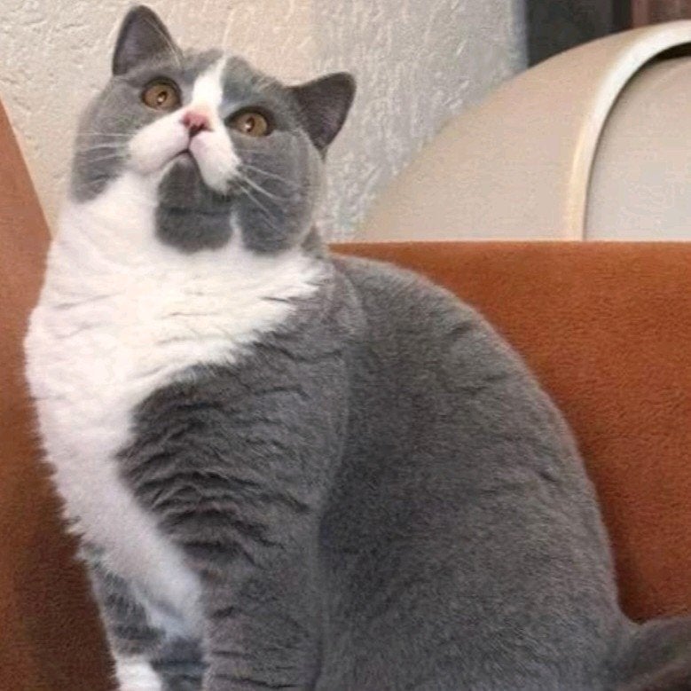 (Dekkater Brits korthaar) (niet te koop), Dieren en Toebehoren, 0 tot 2 jaar
