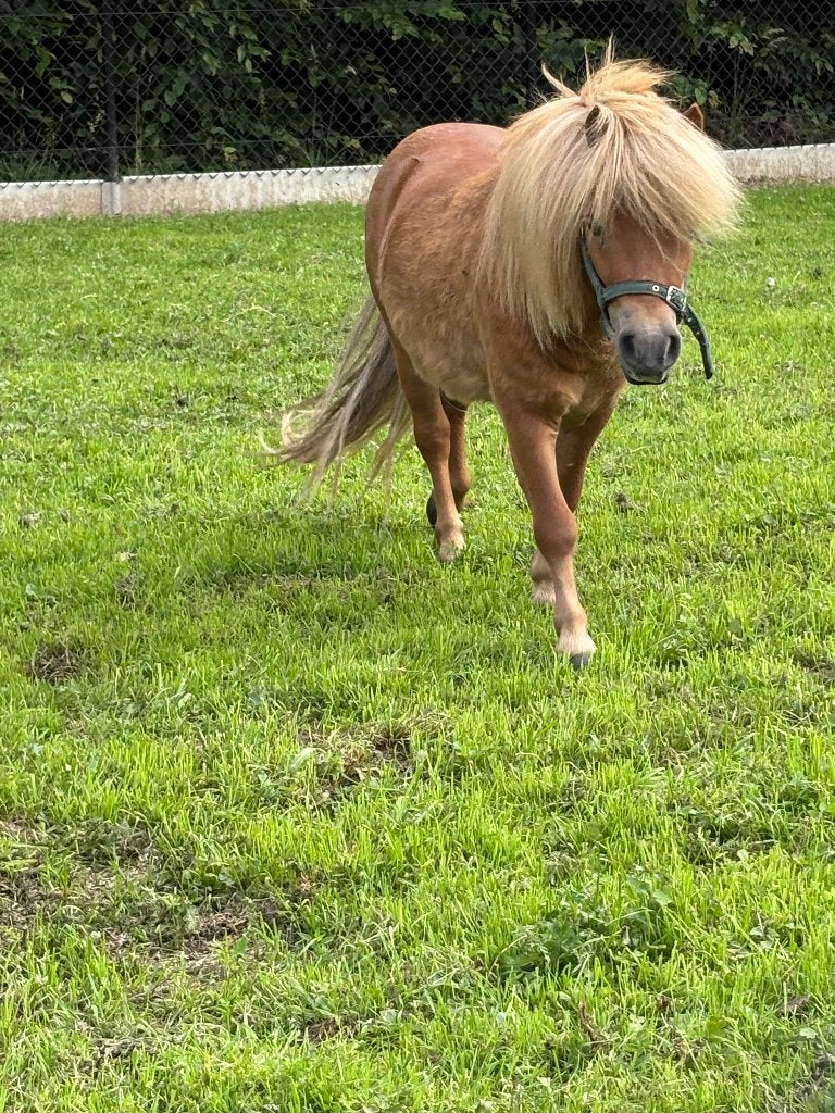 shetland pony hengst, Hengst, 3 tot 6 jaar