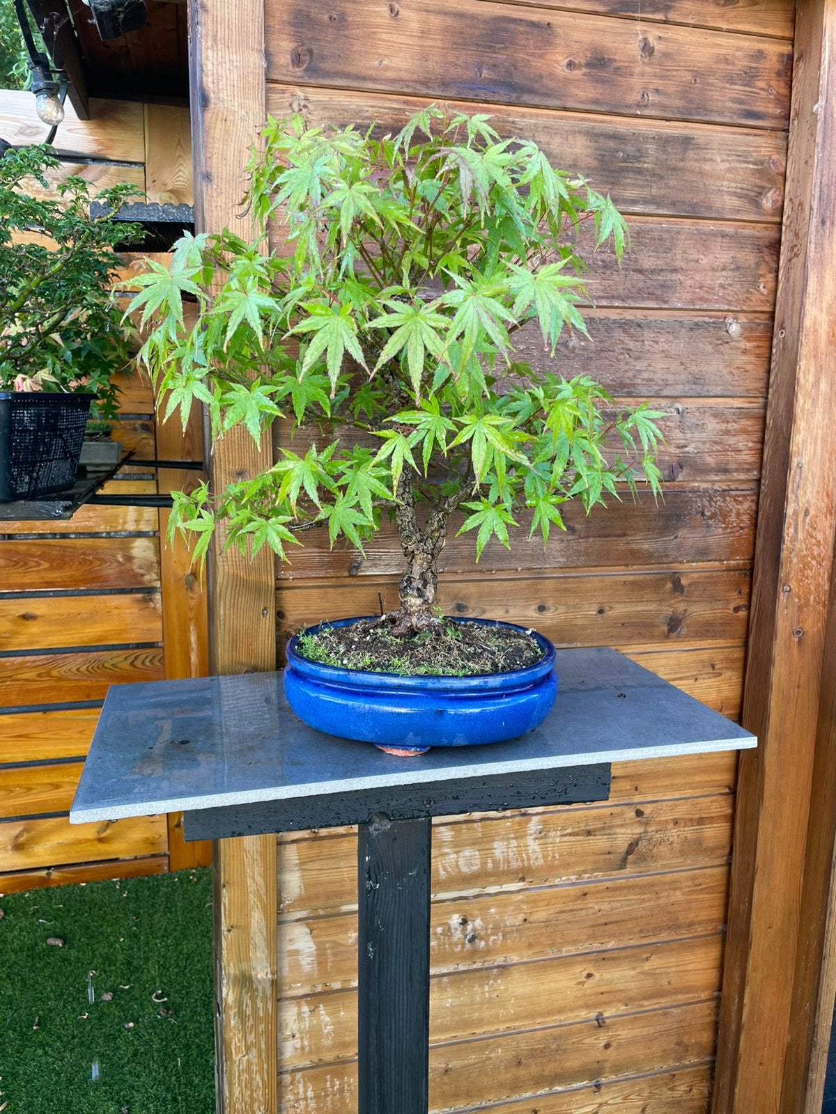 Bonsai acer arakawa, Tuin en Terras, Planten | Bomen, Ophalen