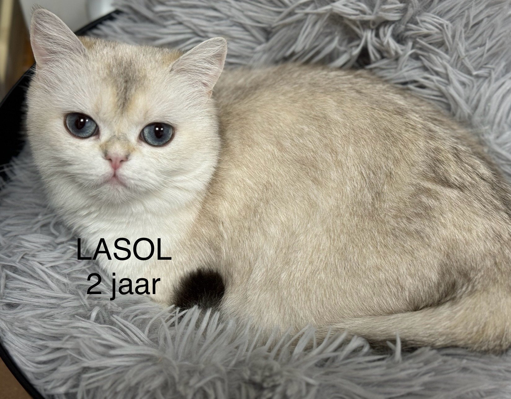 poes Britse korthaar (voor de fok ), Animaux & Accessoires, Chats & Chatons | Chats de race | Poil ras, Chatte ou Chat, Avec pedigree