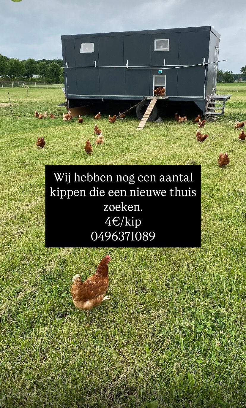 Isa brown leghennen, Dieren en Toebehoren, Pluimvee