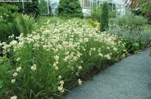 Luzula nivea (schaduwplant), Ophalen, Zomer, Vaste plant, Halfschaduw