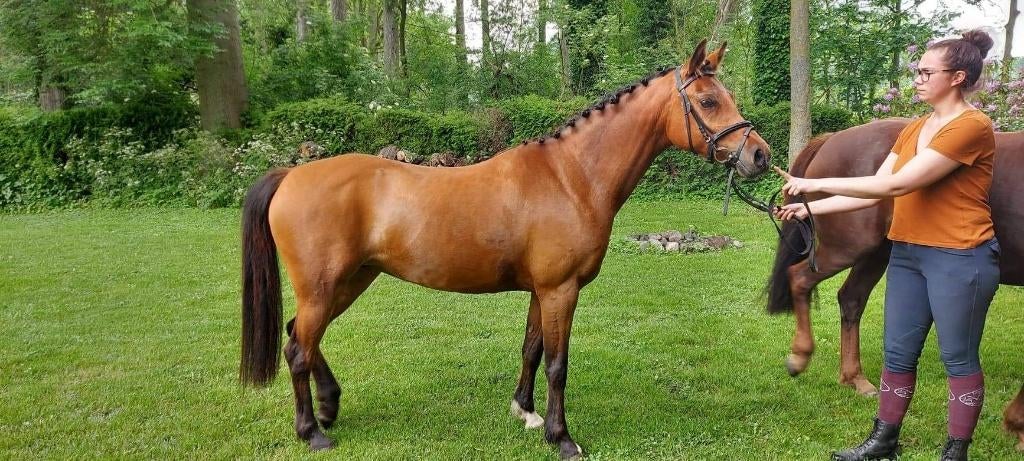 Dponys met stamboek, Poney D (1.37 m à 1.48m), Ne s'applique pas, Poney de saut, Avec pedigree