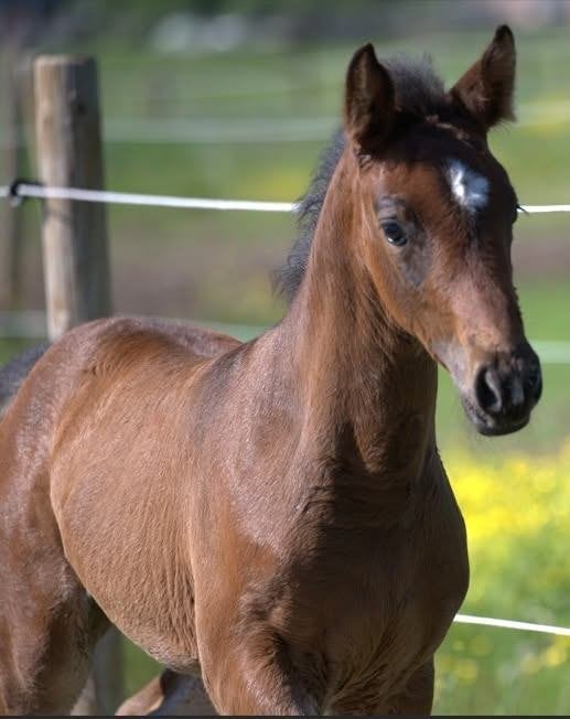 Merrieveulen Codex One uit 1m60 Merrielijn, 165 à 170 cm, Avec pedigree, 0 à 2 ans, Cheval de saut