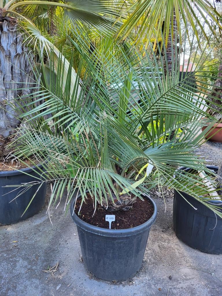 Jubaea chilensis, tronc de 30 cm de haut, 1 m au total., Jardin & Terrasse, Plantes | Jardin, Enlèvement
