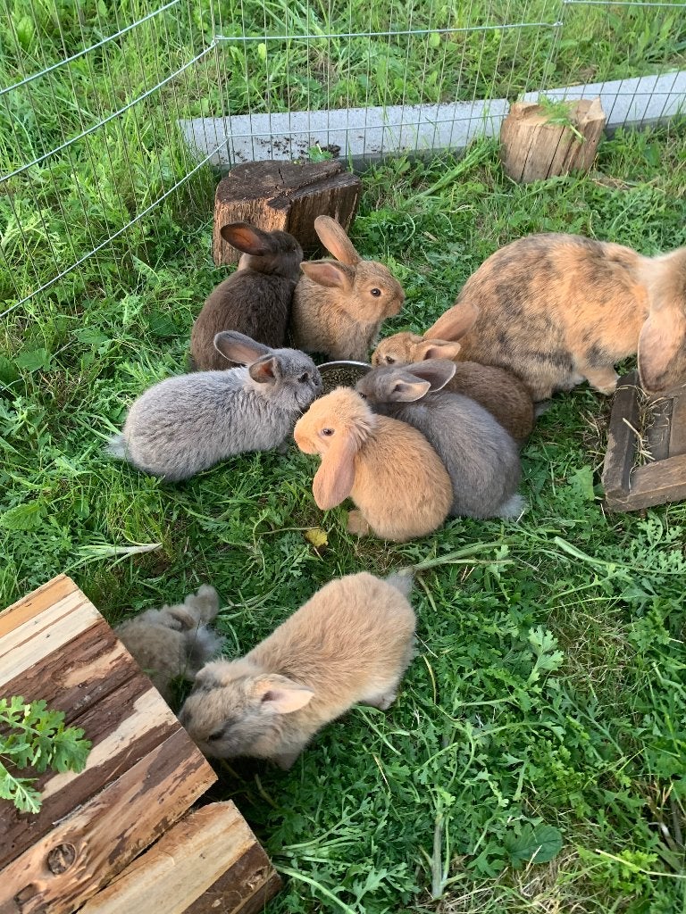 Babykonijnen ter adoptie