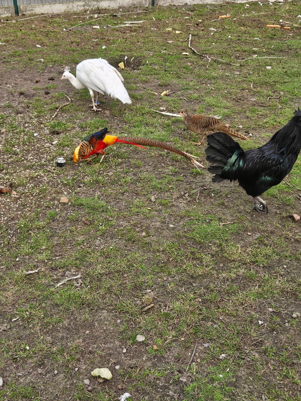 goudfazant, Dieren en Toebehoren, Mannelijk, Overige soorten