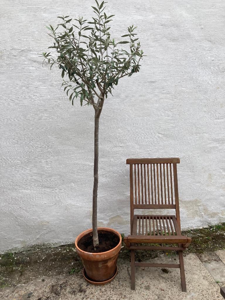 Olijfboom, En pot, 100 à 250 cm, Plein soleil, Enlèvement