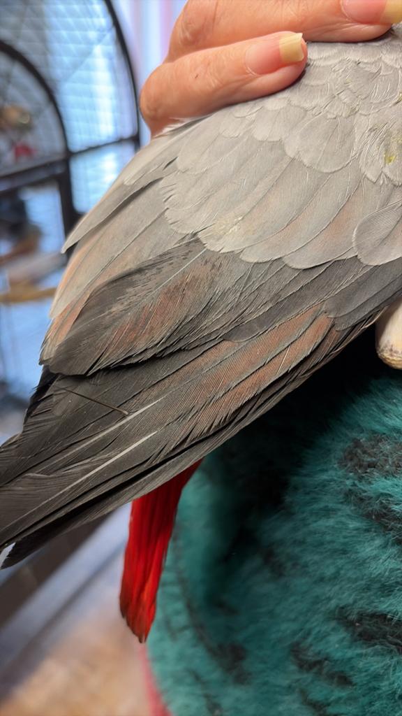 Gris du Gabon 4 mois, Dieren en Toebehoren, Vogels | Parkieten en Papegaaien, Meerdere dieren, Papegaai, Geringd