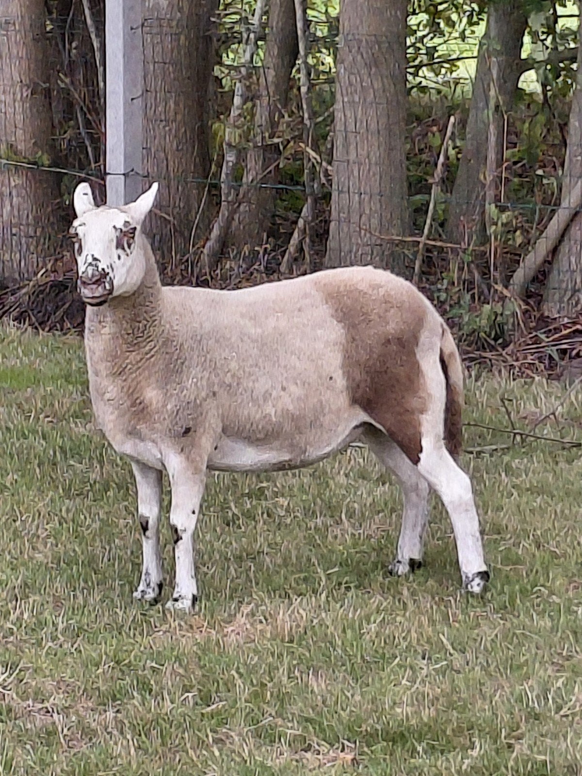 ooi 2j oud, Dieren en Toebehoren, Vrouwelijk, Schaap, 0 tot 2 jaar