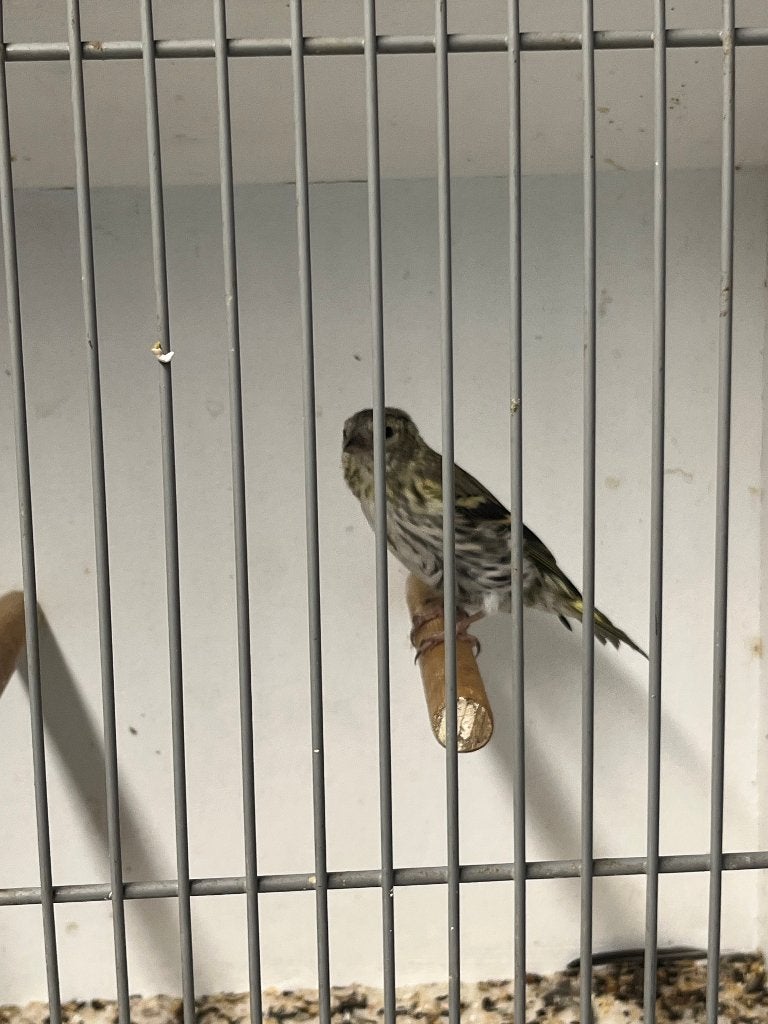 Sijzen, Dieren en Toebehoren, Vrouwelijk, Wildzangvogel, Geringd