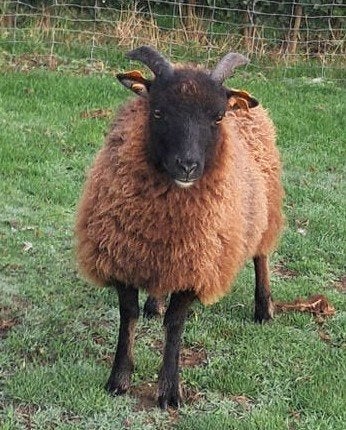 verschillende Soay/Ouessant schaapjes te koop