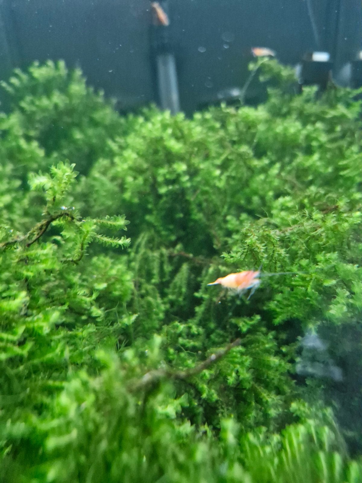 Lot Rare Moss, Enlèvement