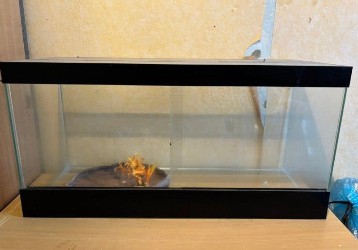 Terrarium, Ophalen, Zo goed als nieuw