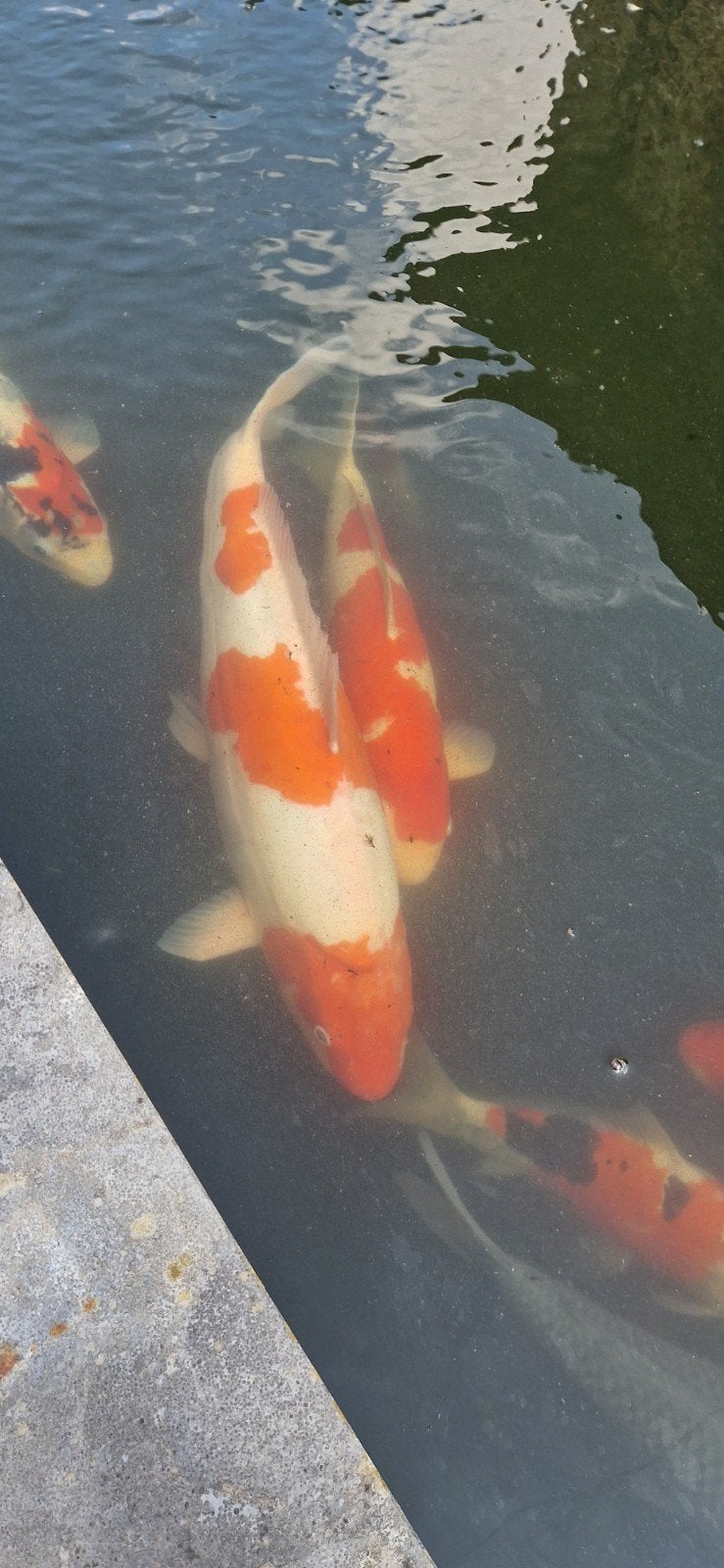 Japanse koi, Dieren en Toebehoren, Vissen | Vijvervissen