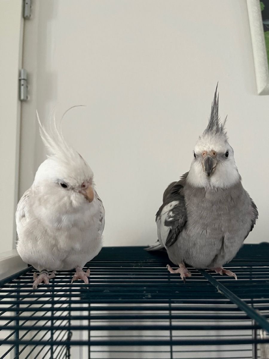 Gezocht valkparkiet, Dieren en Toebehoren, Vogels | Parkieten en Papegaaien