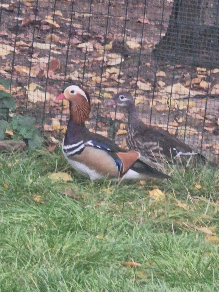 Koppel mandarijn eenden, Dieren en Toebehoren, Eend