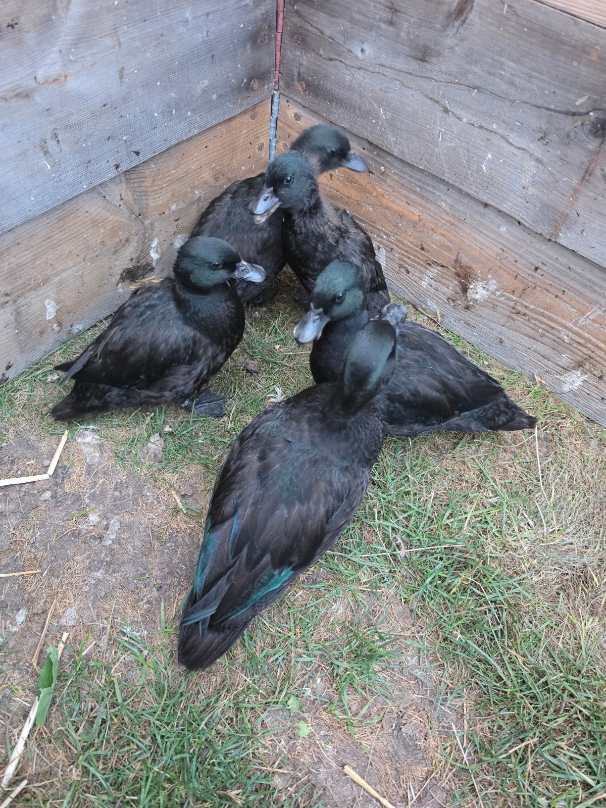 Canard appelant hollandais noirs et sauvages, Animaux & Accessoires, Volatiles