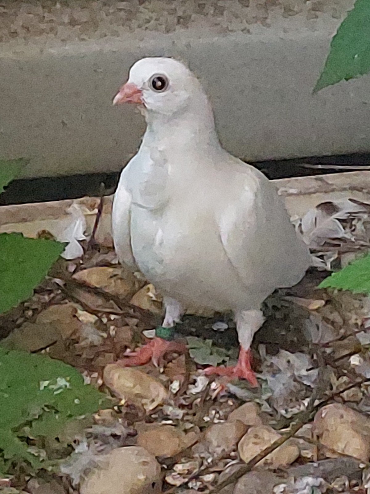 Figurita duifje, Dieren en Toebehoren, Vogels | Duiven