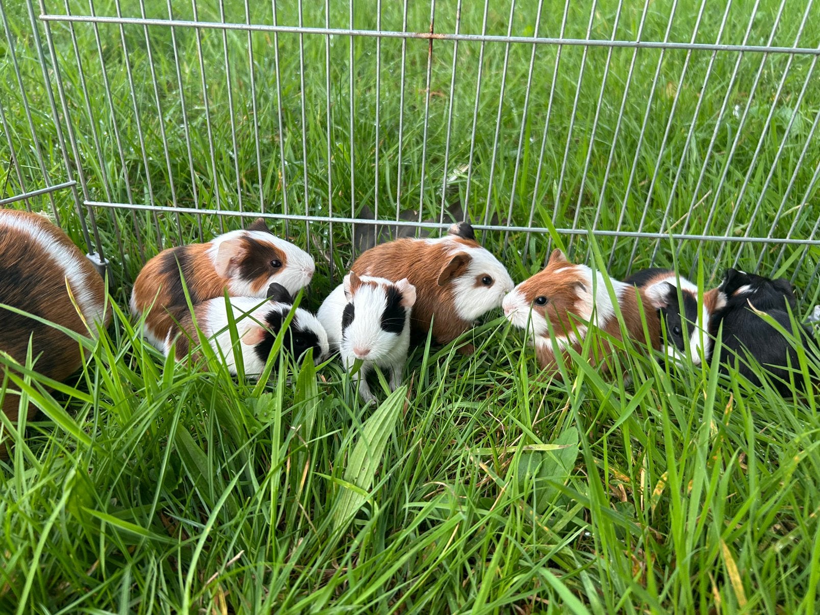 Jonge cavia’s, Animaux & Accessoires, Août, Domestique, Plusieurs animaux, Cobaye