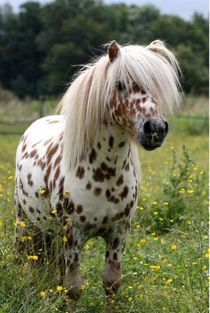 Gezocht ponys/Ponys gezocht, Dieren en Toebehoren, Pony's