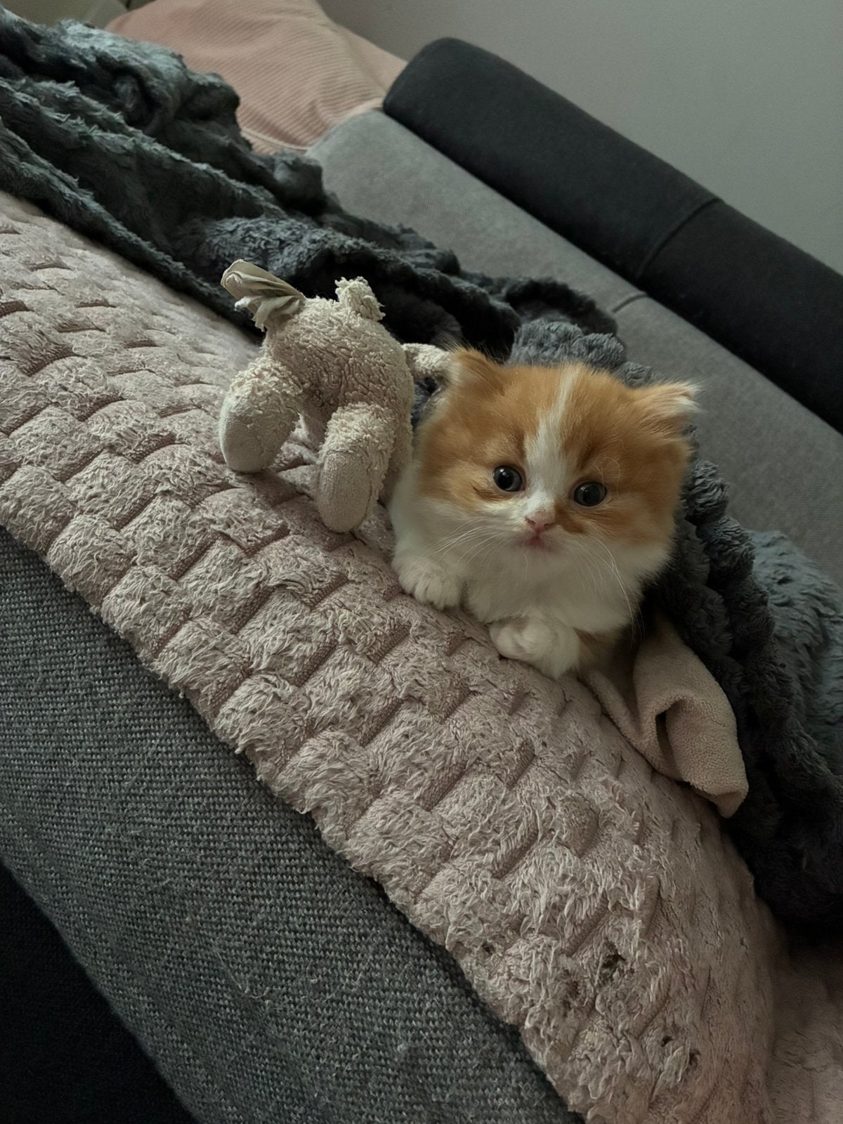 Rood Brits langhaar katertje, Dieren en Toebehoren, Kater, Met stamboom, 0 tot 2 jaar