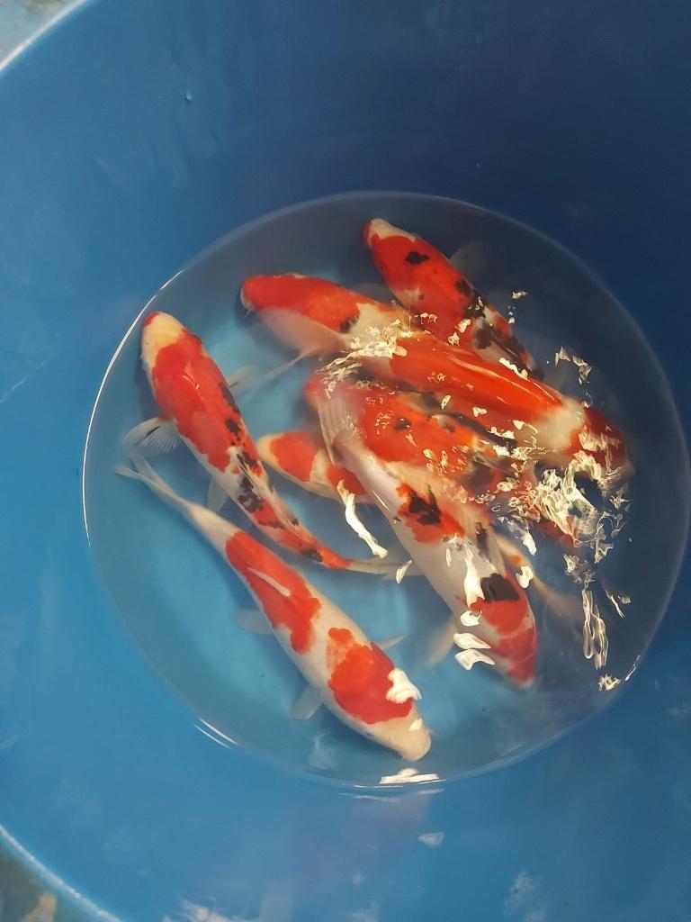 15 koi 35 cm