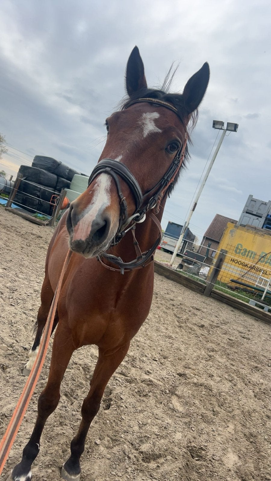 5-jarige ruin te koop, Dieren en Toebehoren, Springpaard, Ruin, Niet van toepassing, 3 tot 6 jaar