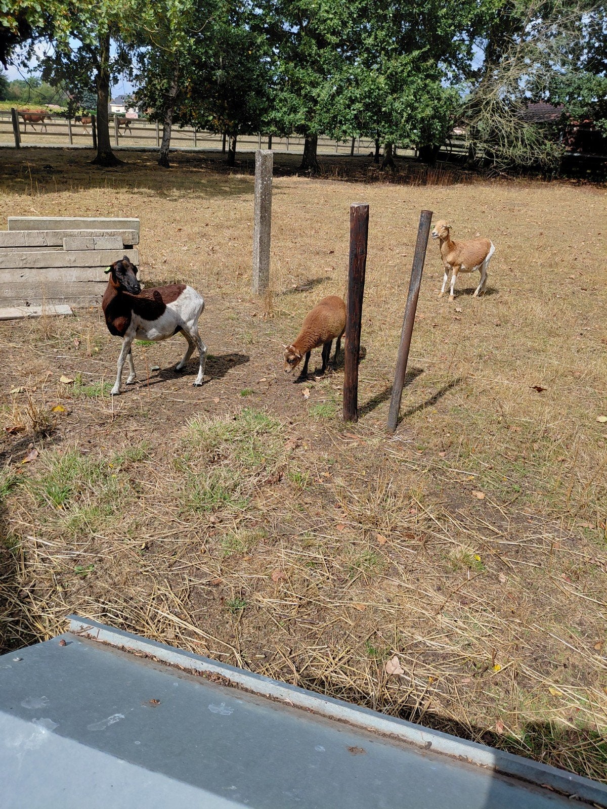 2bonte kameroen ooien met hun 2 ooilammeren, Dieren en Toebehoren, Vrouwelijk, Schaap, 0 tot 2 jaar