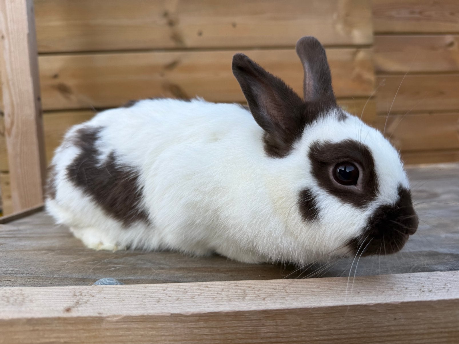 Kleurdwerg voedster, Dieren en Toebehoren, Vrouwelijk, Dwerg, 0 tot 2 jaar