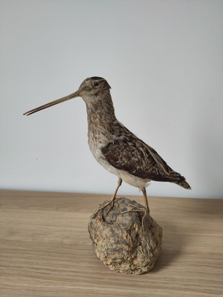 Opgezette watersnip - taxidermie - vintage, Enlèvement, Comme neuf, Oiseaux, Animal empaillé