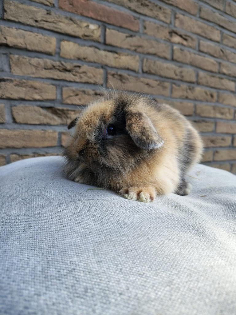 Fluffy hangoordwerg voedstertje, Dieren en Toebehoren, Konijnen, Vrouwelijk, Dwerg, Hangoor, 0 tot 2 jaar