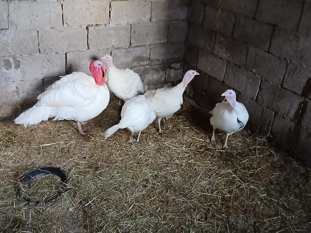 Midget white 4 poules/1 coq, Animaux & Accessoires, Volatiles
