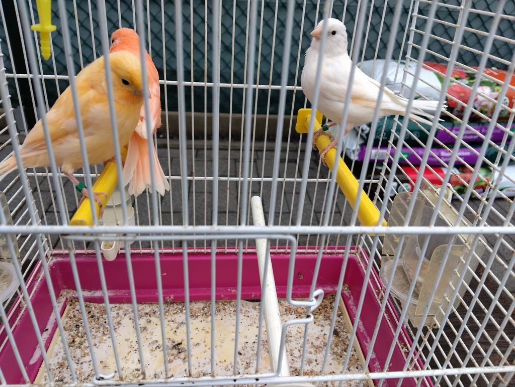 Kanarie, Geslacht onbekend