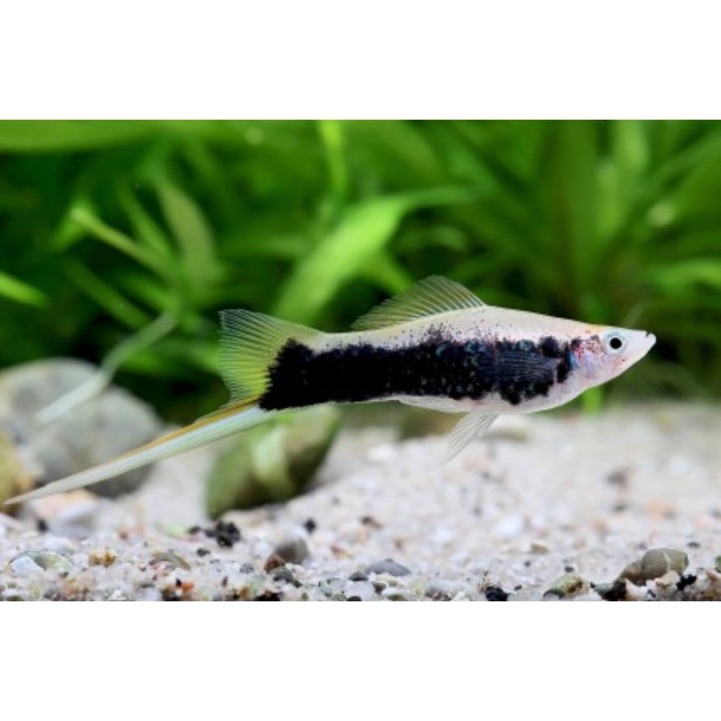 Zwaarddrager groen tuxedo, Vis, Zoetwatervis