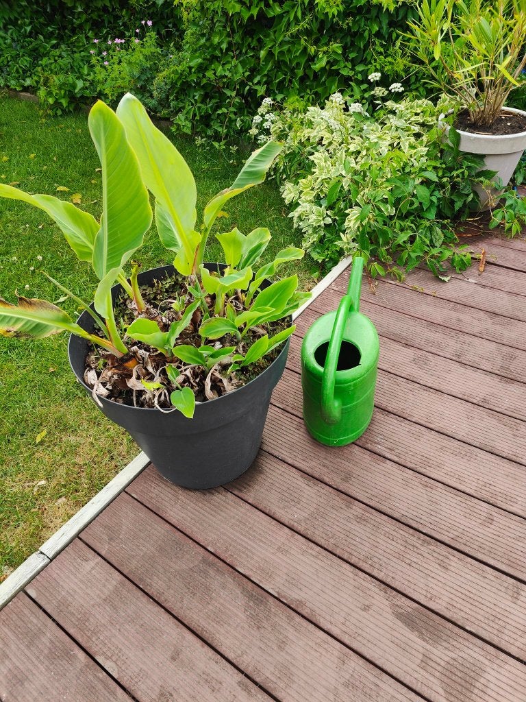 bananenplant, Ophalen