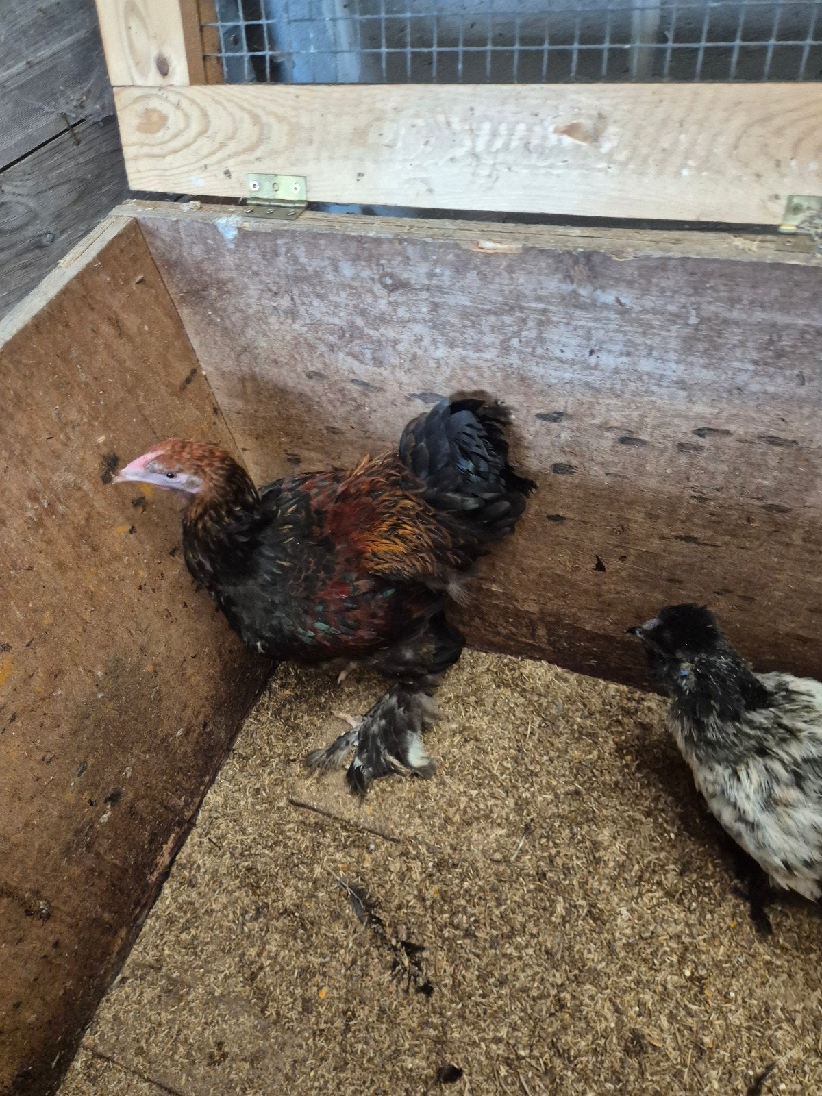 brahma en zijdehoen haan, Dieren en Toebehoren, Mannelijk, Kip