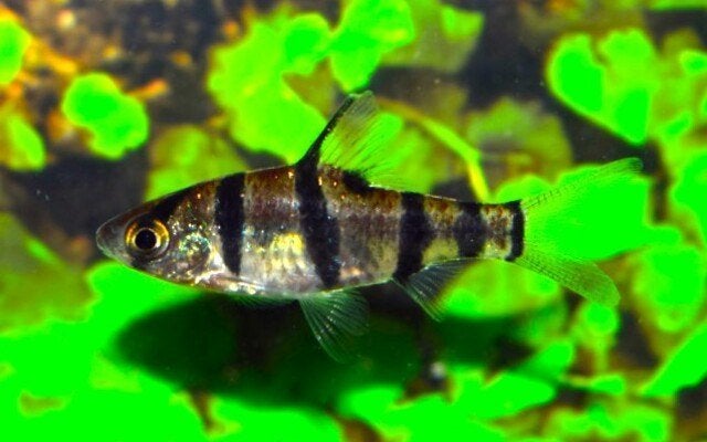 Desmopuntius Hexazona Zesstreepbarbeel, Dieren en Toebehoren, Vis, Zoetwatervis, Schoolvis