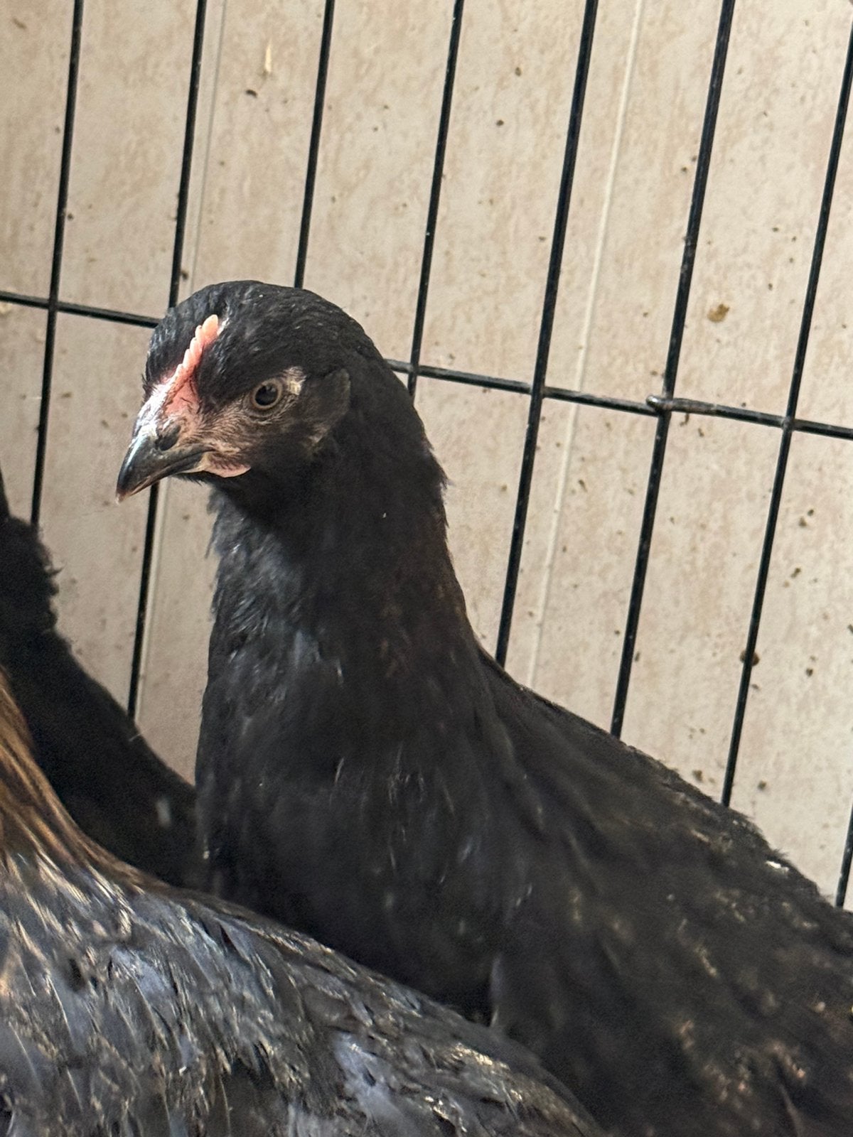 Maran hen, Vrouwelijk, Kip