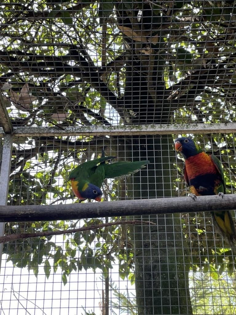 parkiet, Dieren en Toebehoren, Meerdere dieren, Parkiet, Geringd