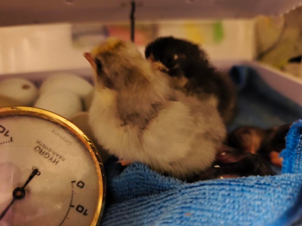 Cream legbar kuikens te koop, Dieren en Toebehoren, Pluimvee