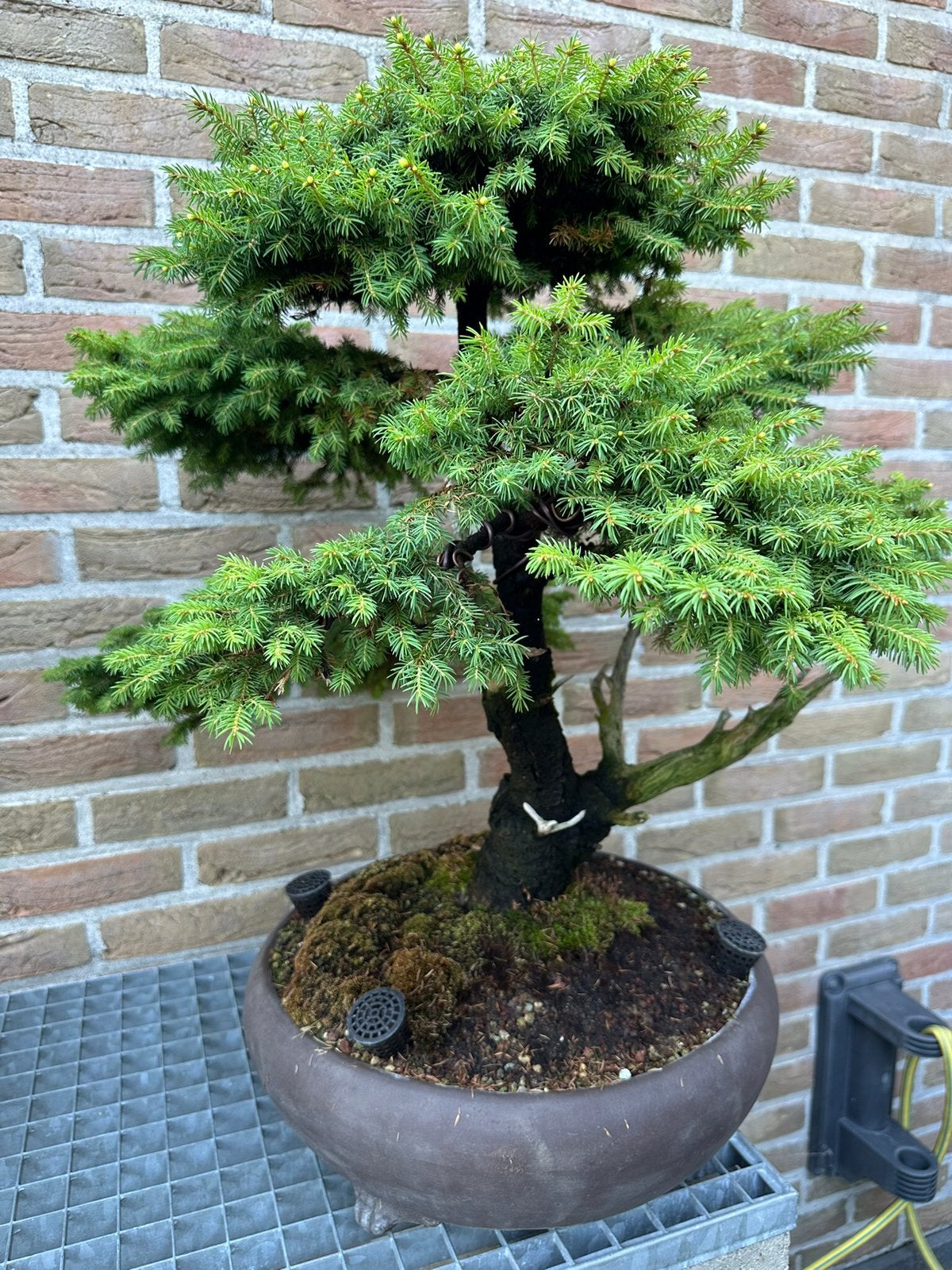 Bonsai picea, Tuin en Terras, Planten | Bomen, Ophalen