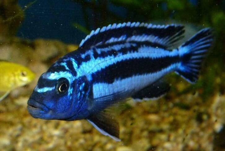 Melanochromis maingano malawi cichliden (mbuna), Dieren en Toebehoren, Vissen | Aquariumvissen, Vis, Zoetwatervis, Schoolvis