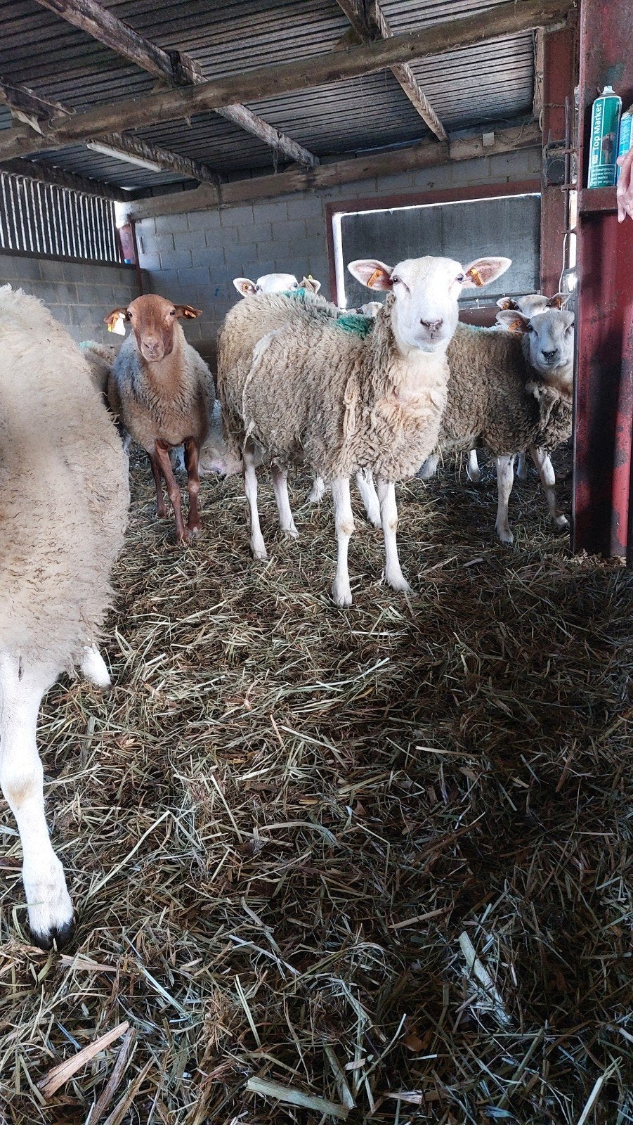 moeders, Femelle, Mouton, 0 à 2 ans